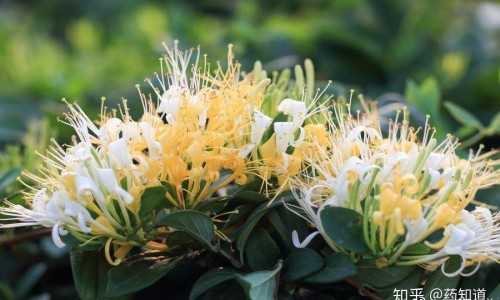 凤仙花有药用价值吗-凤仙花有药用吗网- 凤仙花能治什么病啊知识,分享凤仙花药用价值是哪个部位
