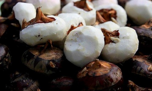 凤仙花有药用吗图片-凤仙花有药用吗网- 凤仙花能治什么病啊知识,分享凤仙花药用价值是哪个部位